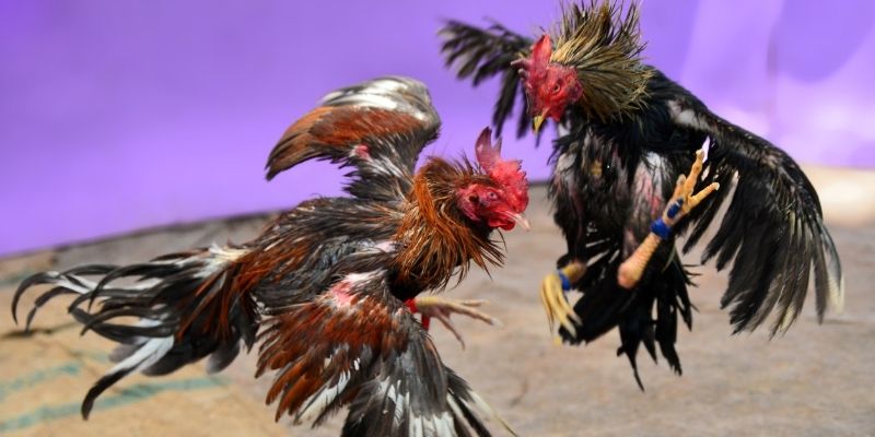 go99 com nổ hũ tiếng anh là gì