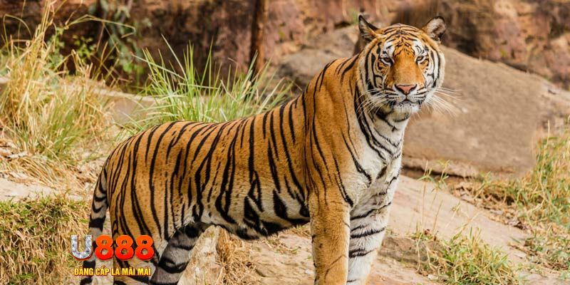 go99 com ban ca vip online