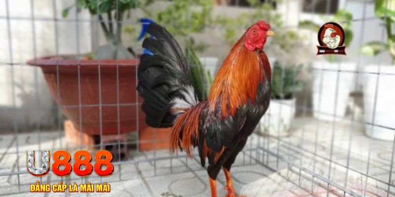 go99 com tải nổ hũ trên máy tính