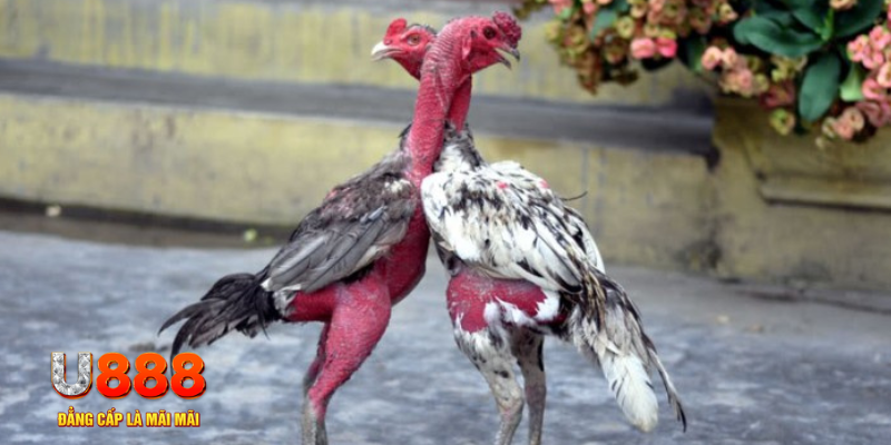 go99 com bàn cầu điểm số tay trước trong baccarat là gì