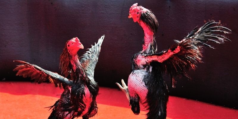 go99 com Spribe Điện Tử